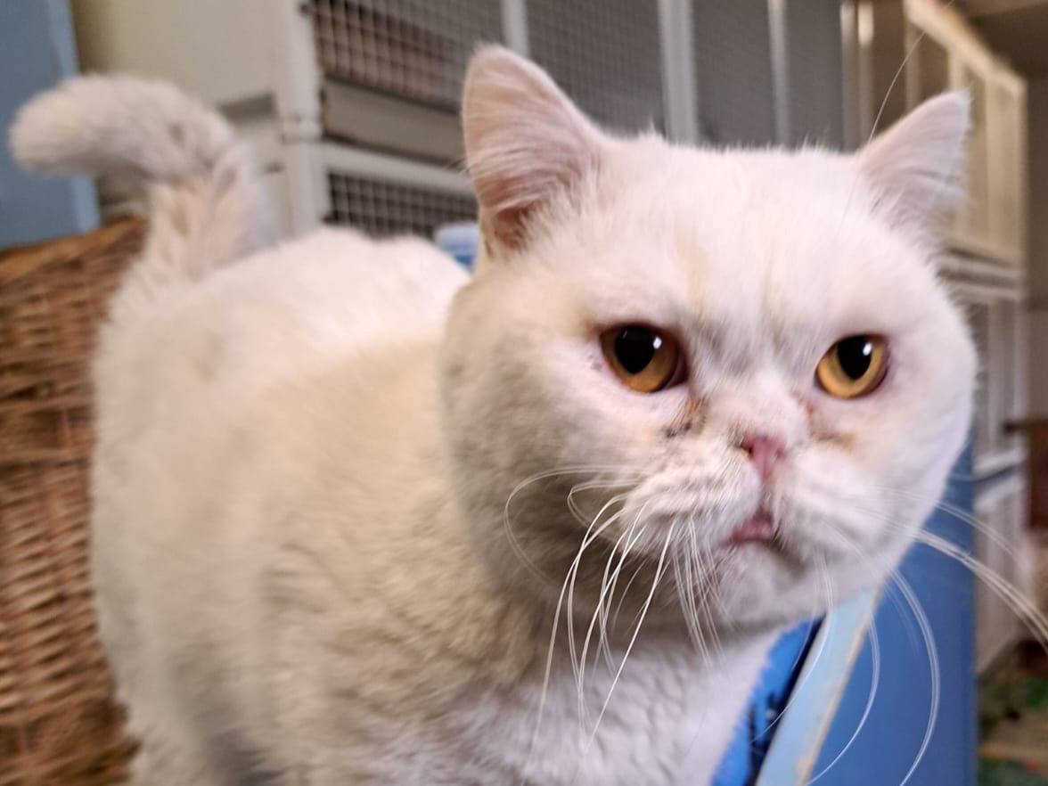 Adotta un gatto, taglia non valida, maschio, Milano