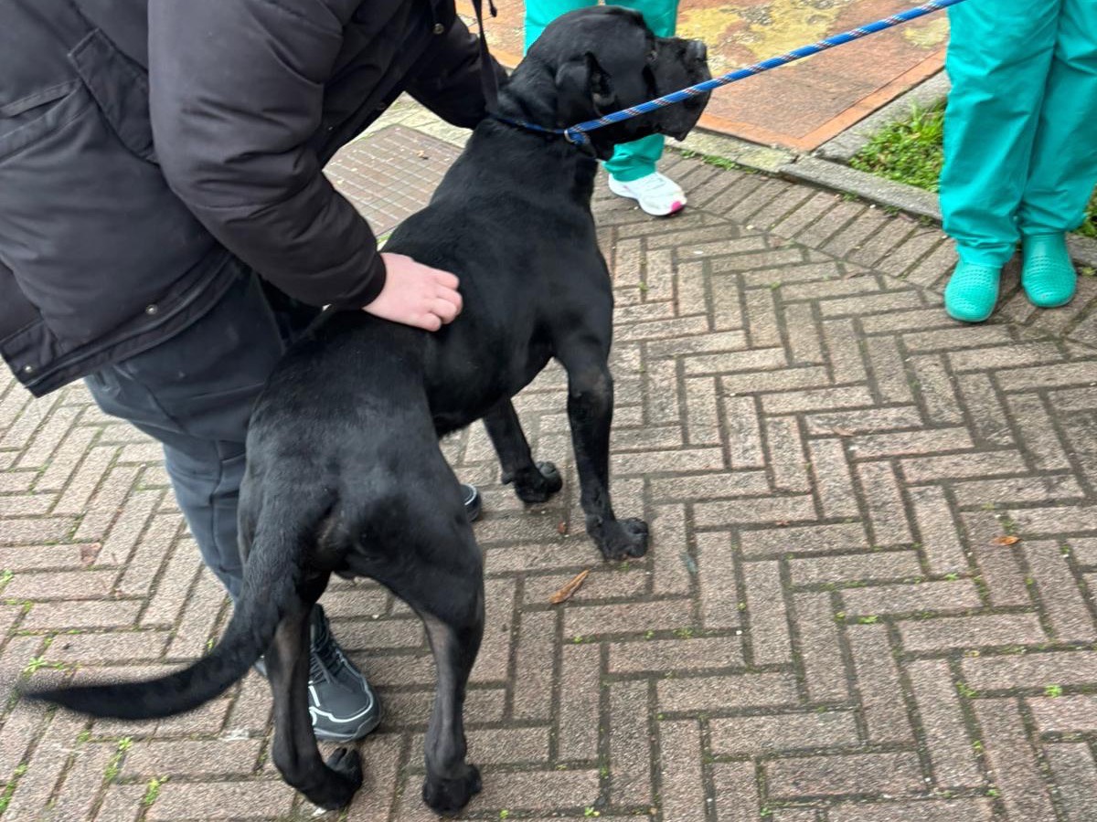 Adotta un cane, taglia gigante, maschio, Treviso