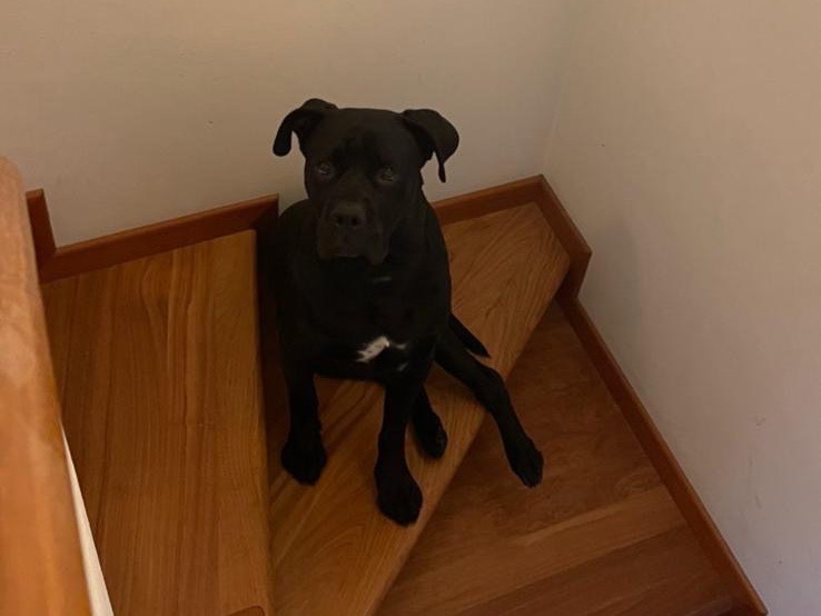 Vuoi adottare un cane a Treviso?