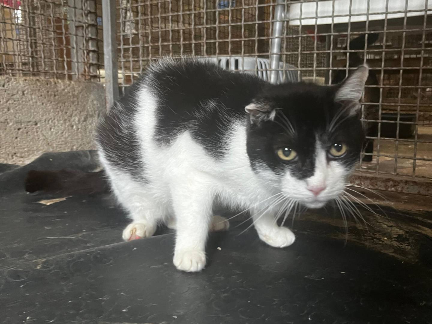 Adotta un gatto, maschio, 7 anni, Roma