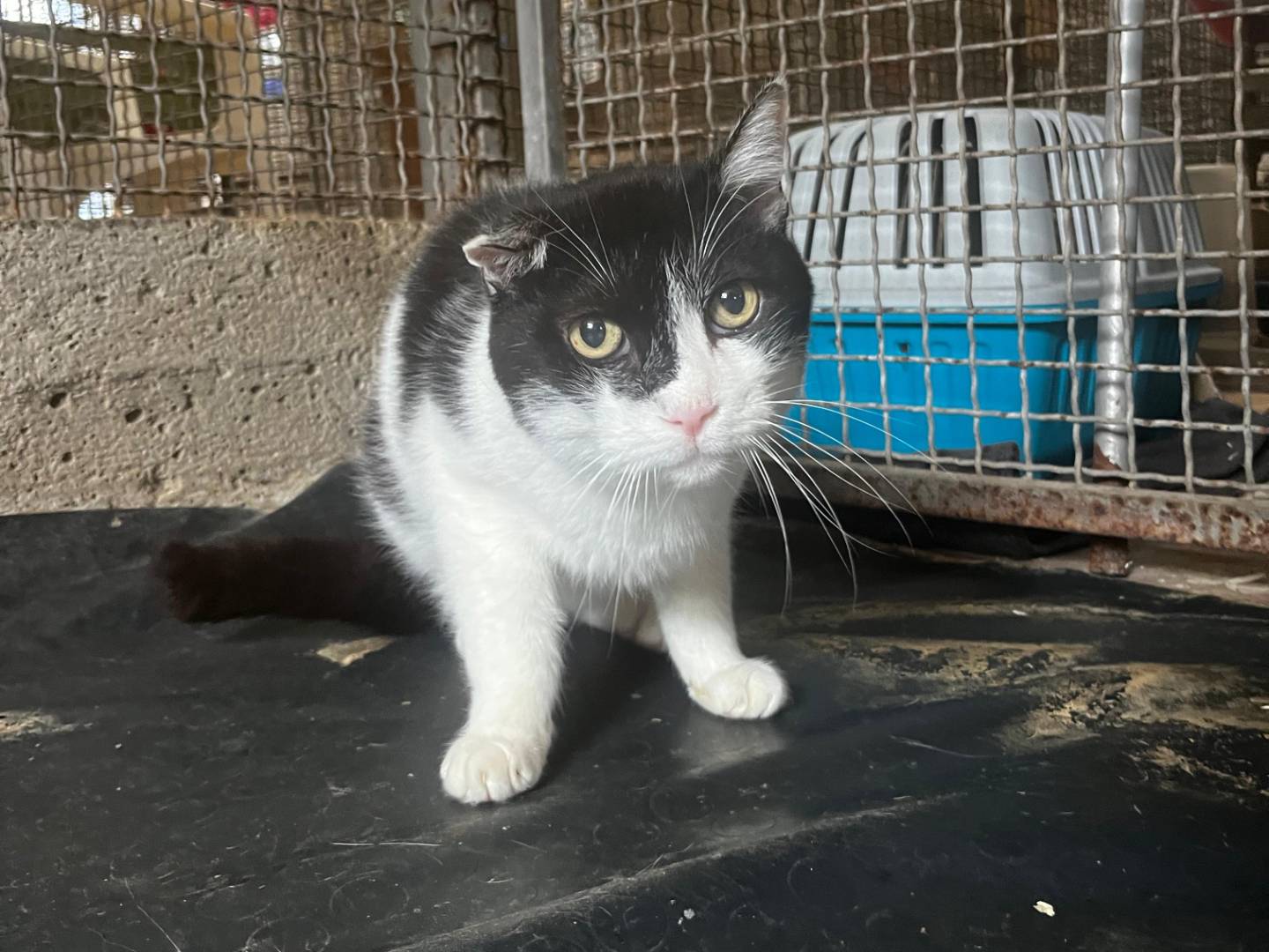 Adotta un gatto, taglia non valida, maschio, Roma