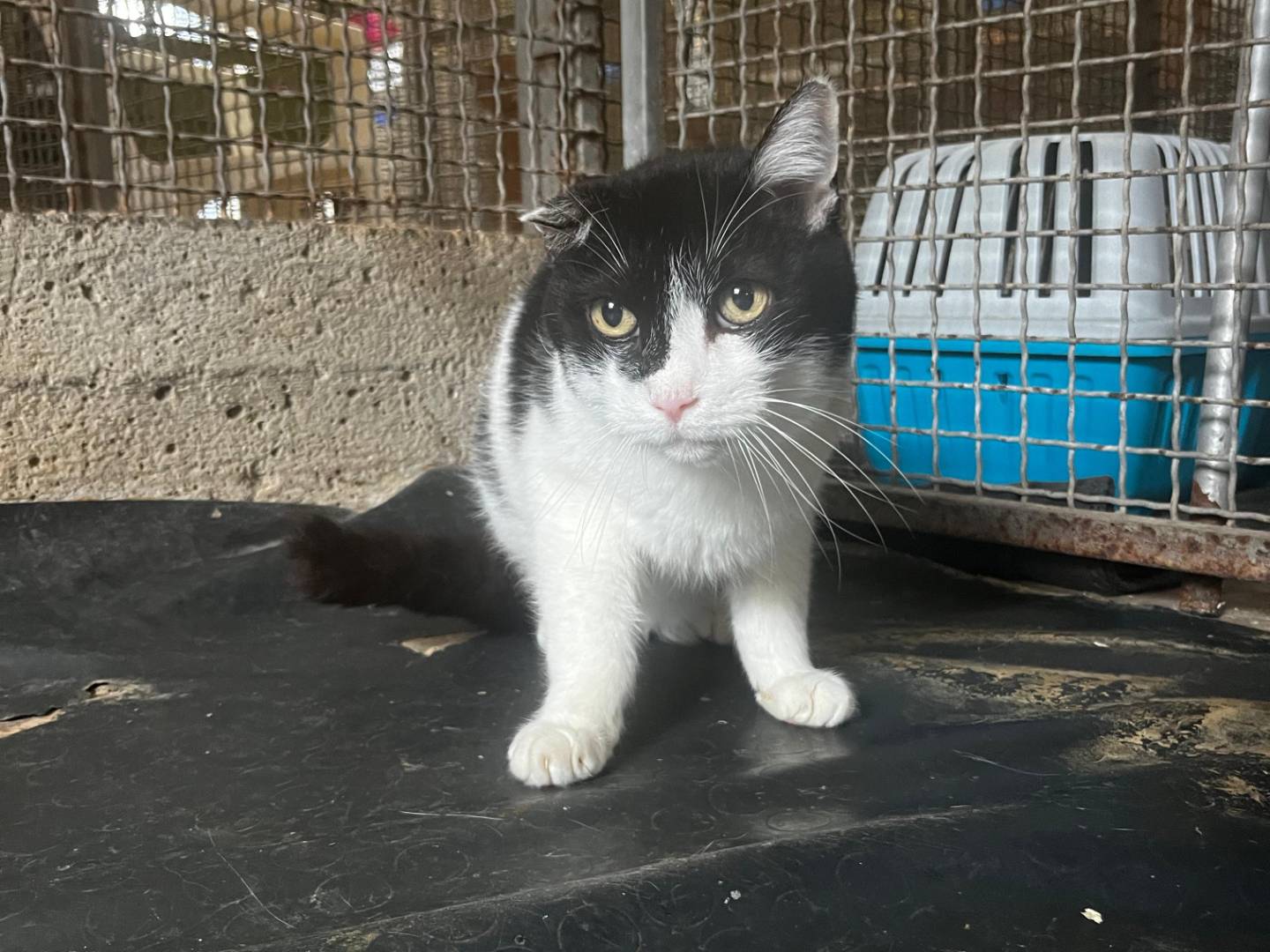 Vuoi adottare un gatto a Roma?