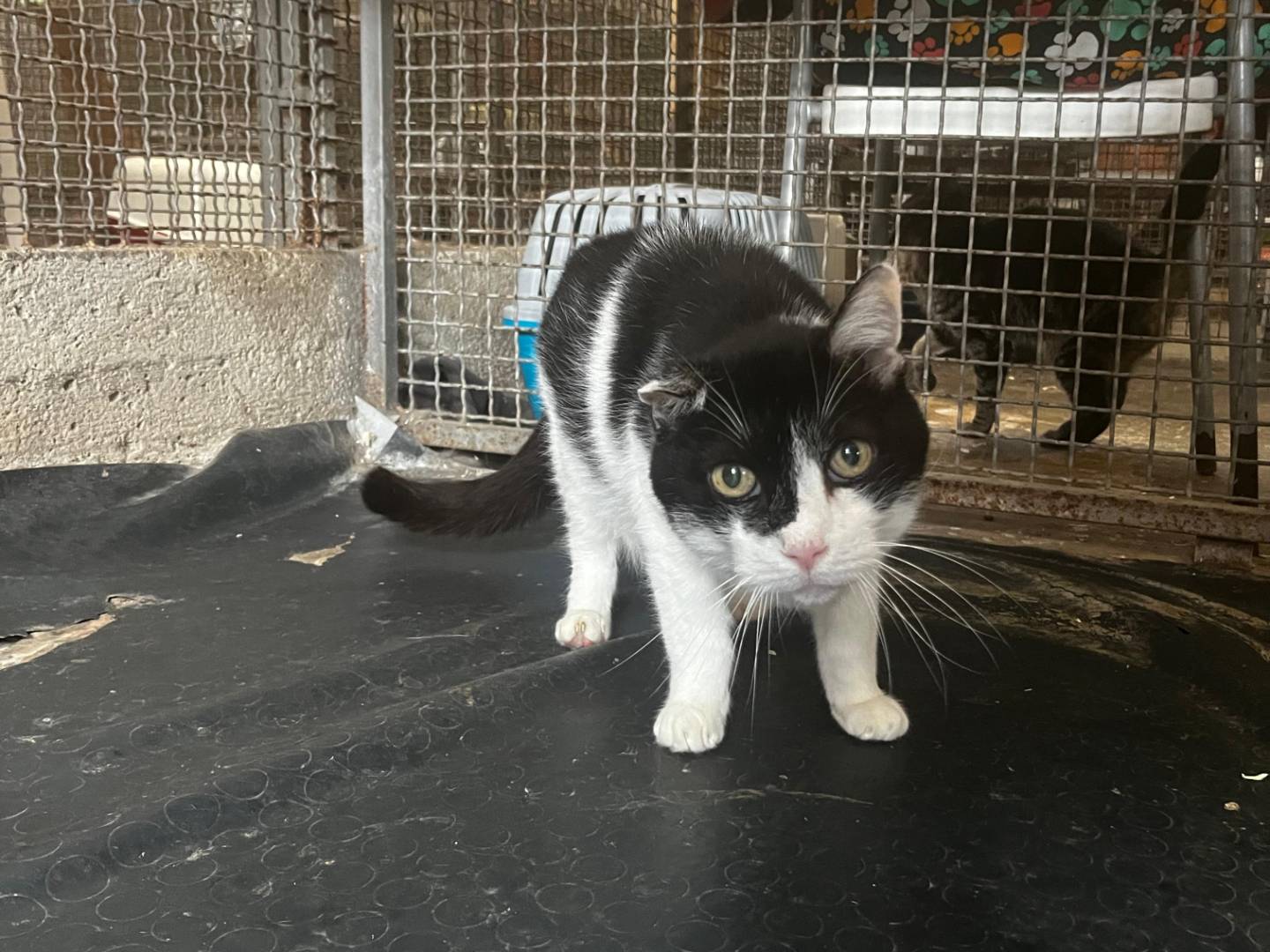 Adotta il gatto Ringo a Roma