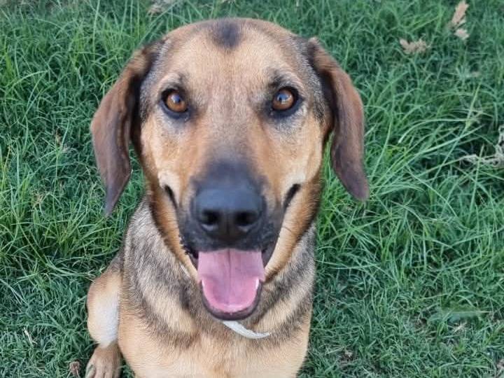 Adotta il cane Archimede  a Latina