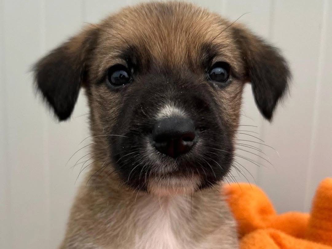 Adozione cane, femmina, Razza sconosciuta Razza sconosciuta, 1 mesi, taglia media contenuta, Siracusa