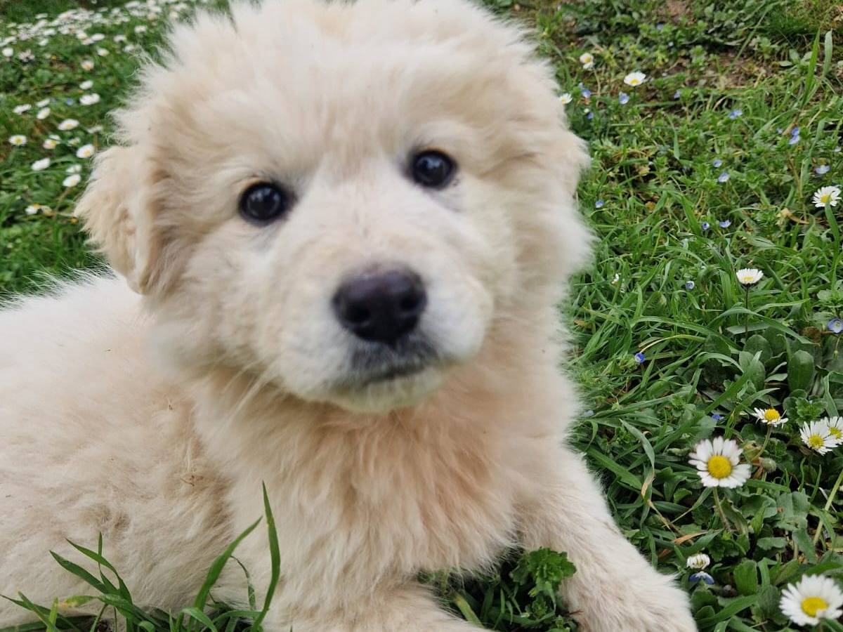 Adotta un cane, taglia grande, femmina, Frosinone