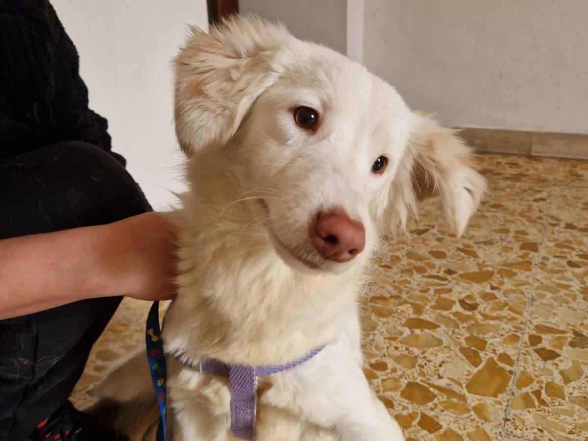 Vuoi adottare un cane a Frosinone?