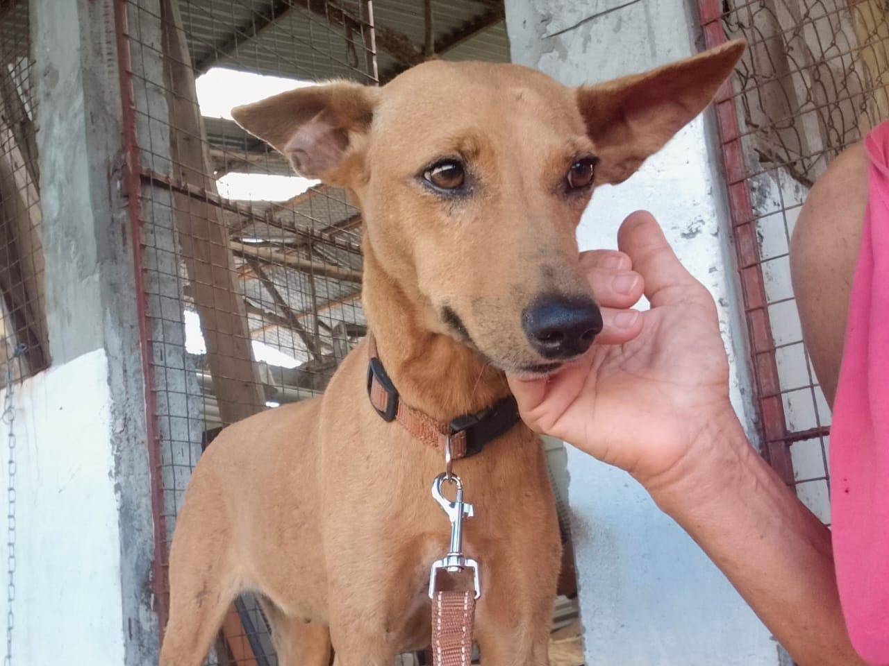 Adozione cane, femmina, Razza sconosciuta Razza sconosciuta, 1 anno, taglia piccola, Roma