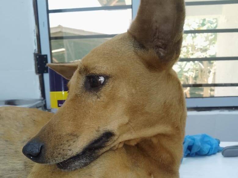 Adotta un cane, taglia piccola, femmina, Roma