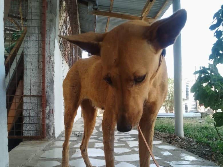 Vuoi adottare un cane a Roma?