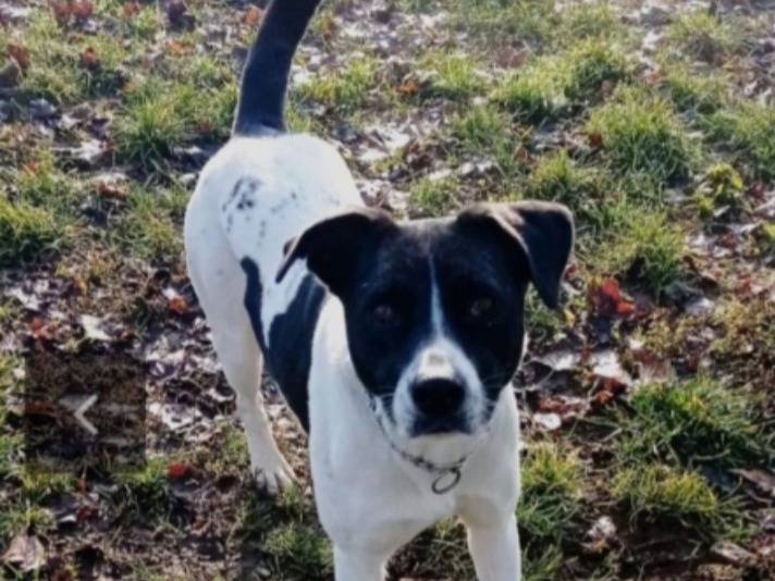 Adozione cane, femmina, Razza sconosciuta Razza sconosciuta, 6 anni e 1 mese, taglia media, Milano