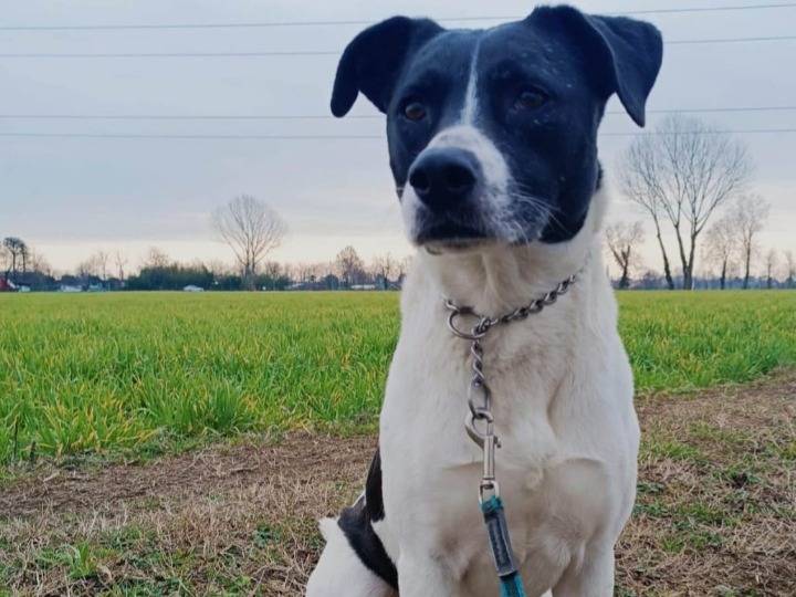 Vuoi adottare un cane a Milano?