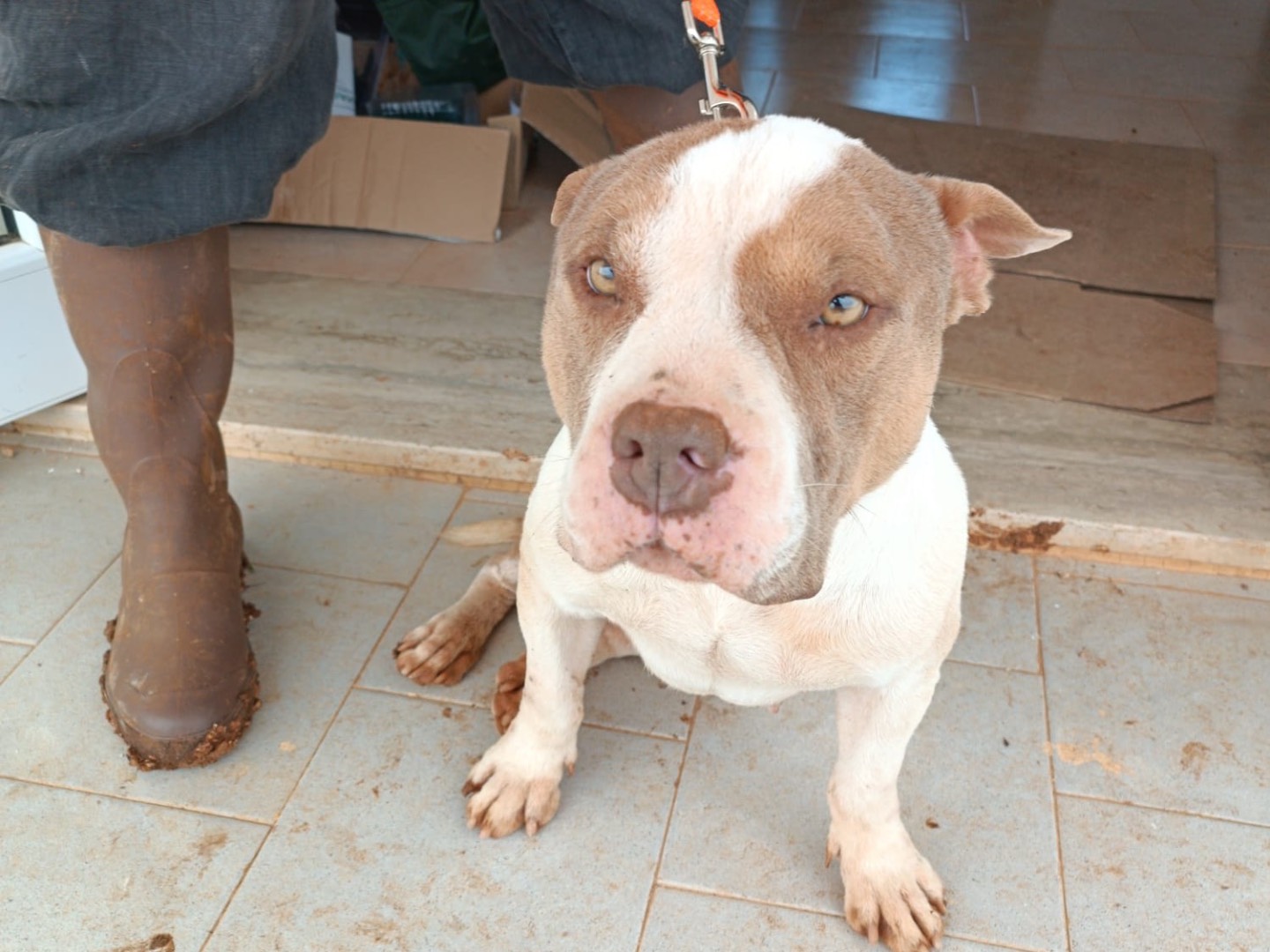 Adotta un cane, femmina, 2 anni e 1 mese, Bari