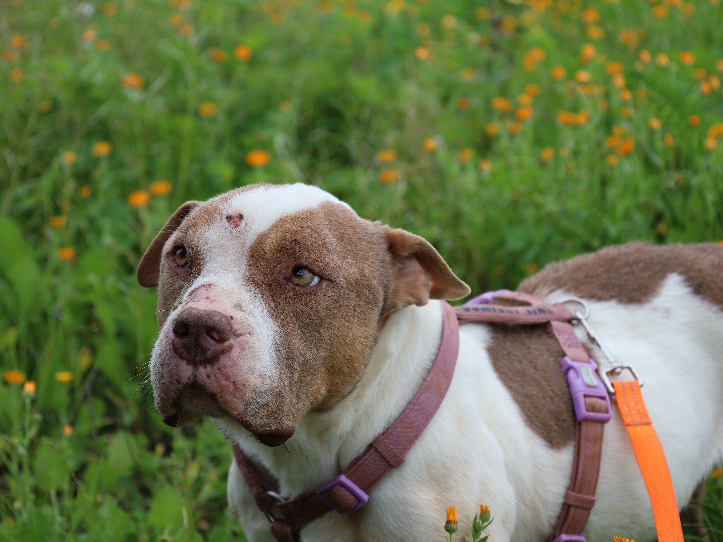 Adotta un cane, taglia media, femmina, Bari