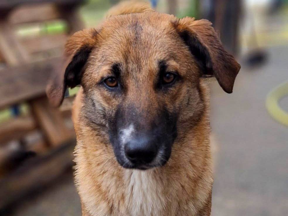 Vuoi adottare un cane a Crotone?
