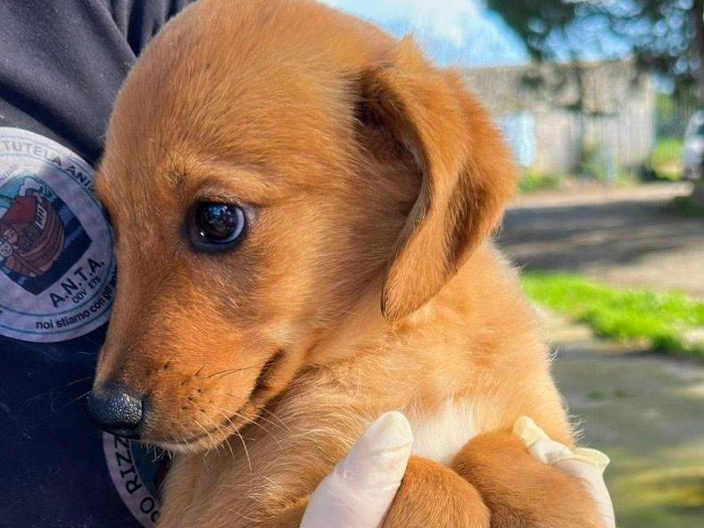 Vuoi adottare un cane a Crotone?