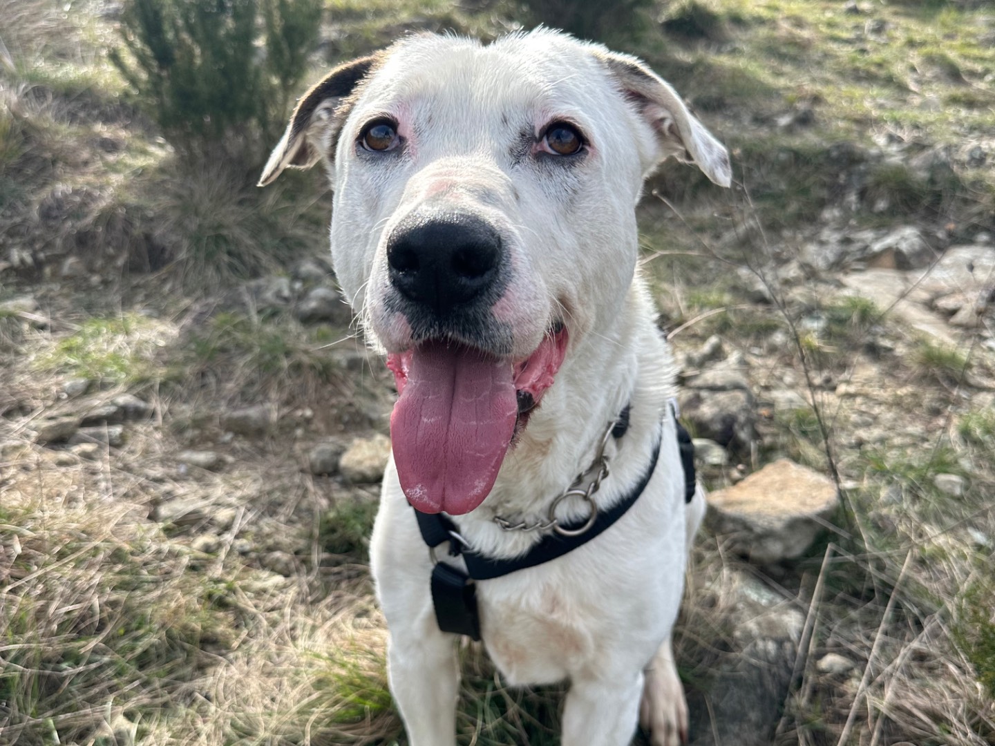 Adozione cane, maschio, Razza sconosciuta Razza sconosciuta, 3 anni e 11 mesi, taglia grande, Genova