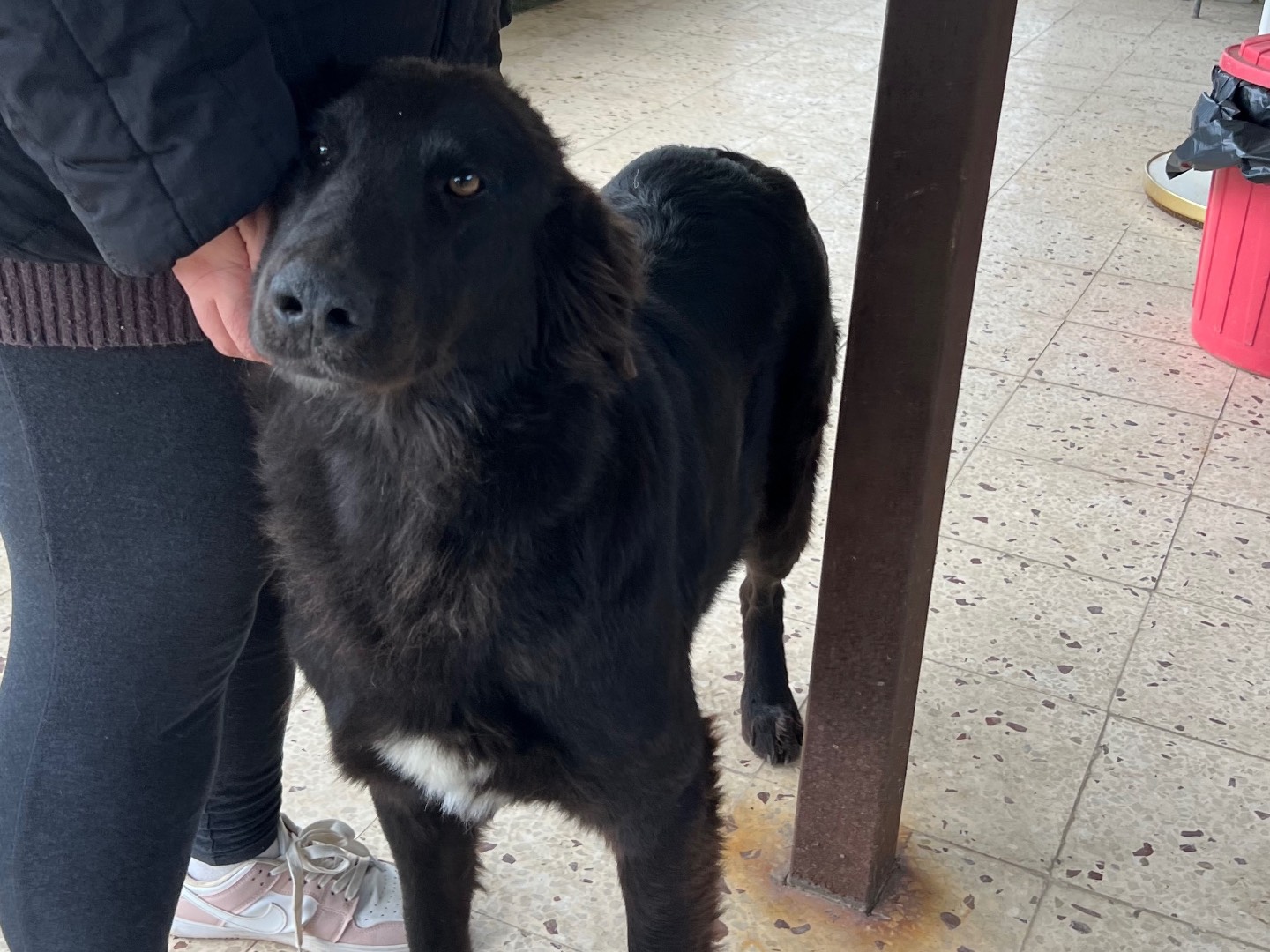 Adotta il cane Stella a Enna