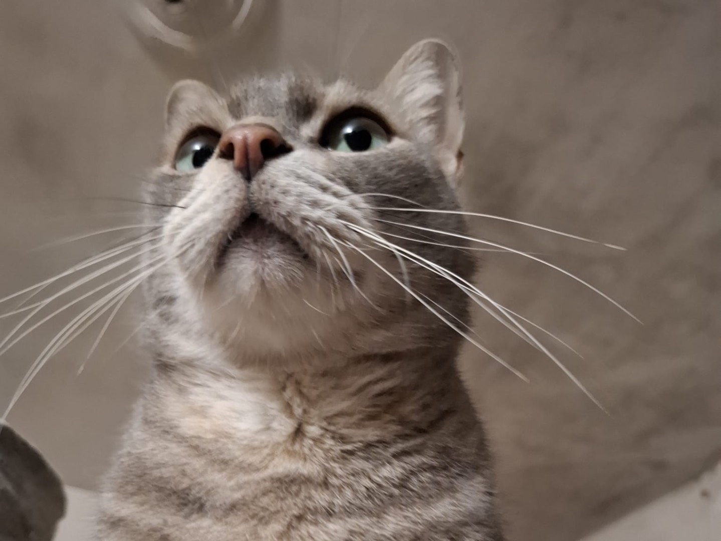 Adotta un gatto, taglia non valida, maschio, Padova