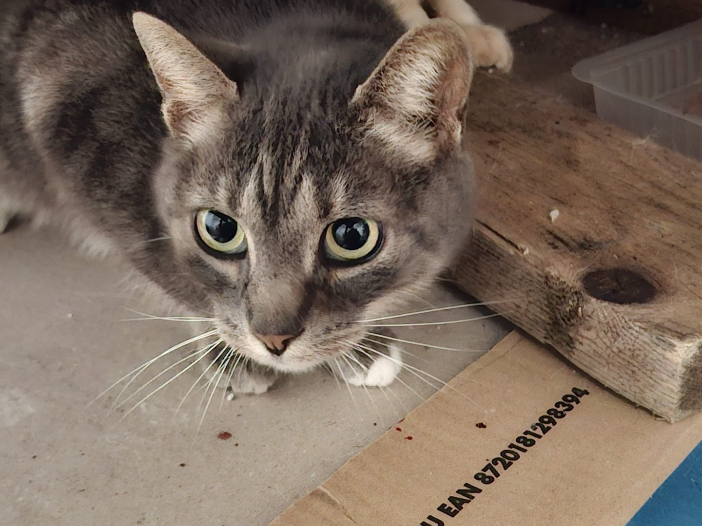 Adotta un gatto, taglia non valida, maschio, Padova