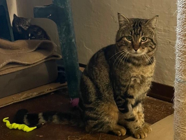 Adotta un gatto, maschio, 6 anni e 5 mesi, Padova