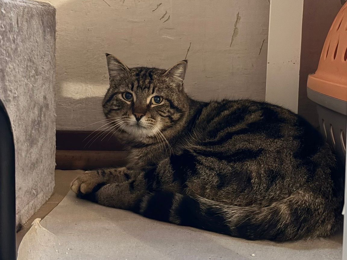 Adotta un gatto, taglia non valida, maschio, Padova