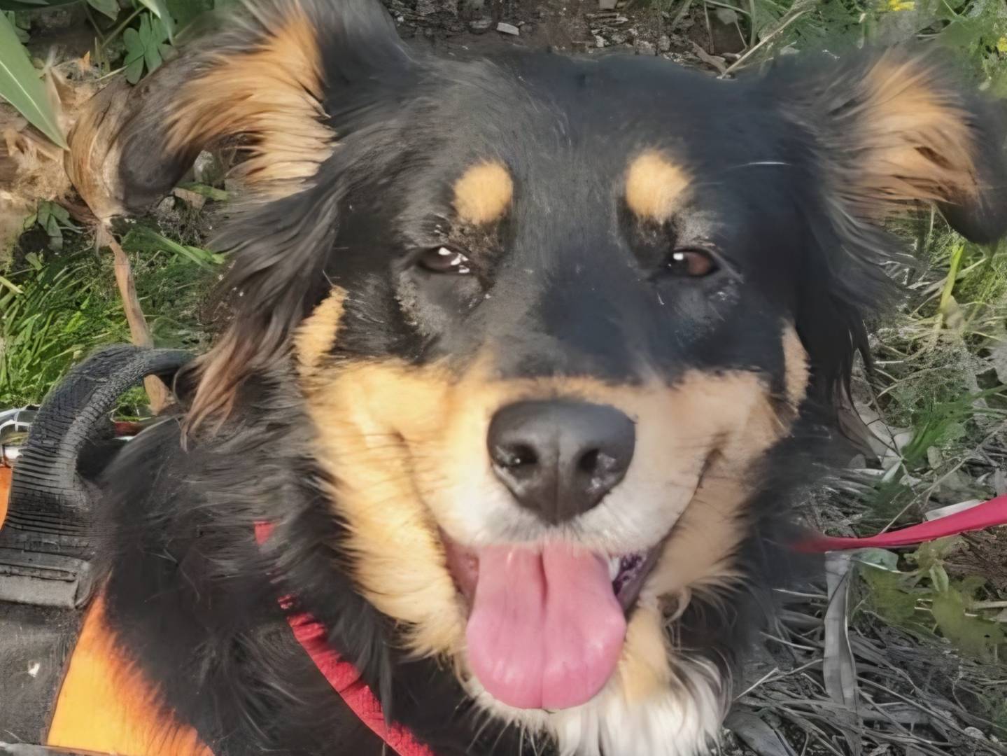 Adozione cane, femmina, Razza sconosciuta Razza sconosciuta, 1 anno e 11 mesi, taglia media contenuta, Arezzo