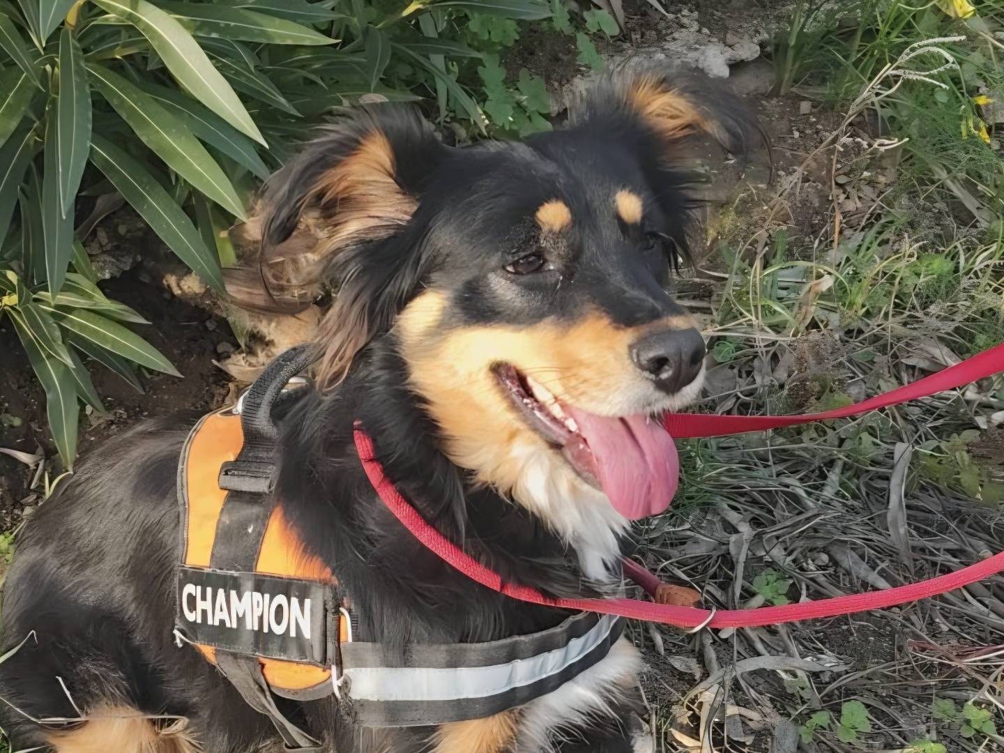 Adotta un cane, femmina, 1 anno e 11 mesi, Arezzo