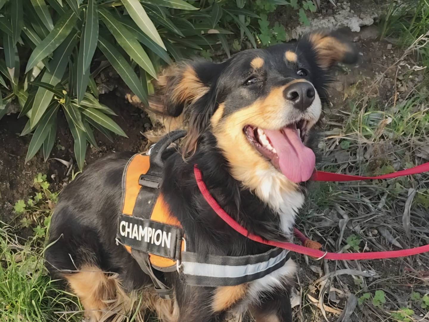 Adotta un cane, taglia media contenuta, femmina, Arezzo