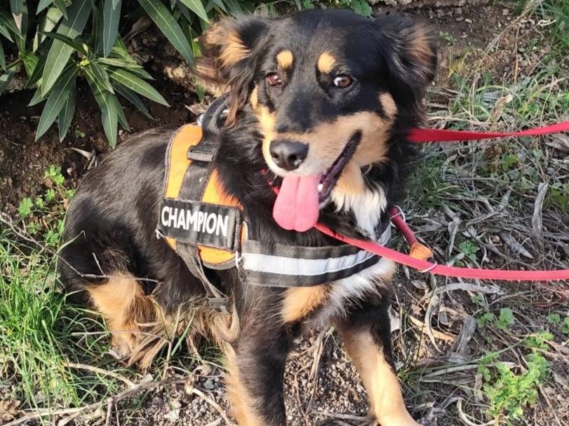 Vuoi adottare un cane a Arezzo?