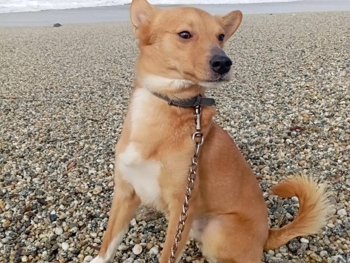 Adozione cane, femmina, Razza sconosciuta Razza sconosciuta, 1 anno, taglia piccola, Varese