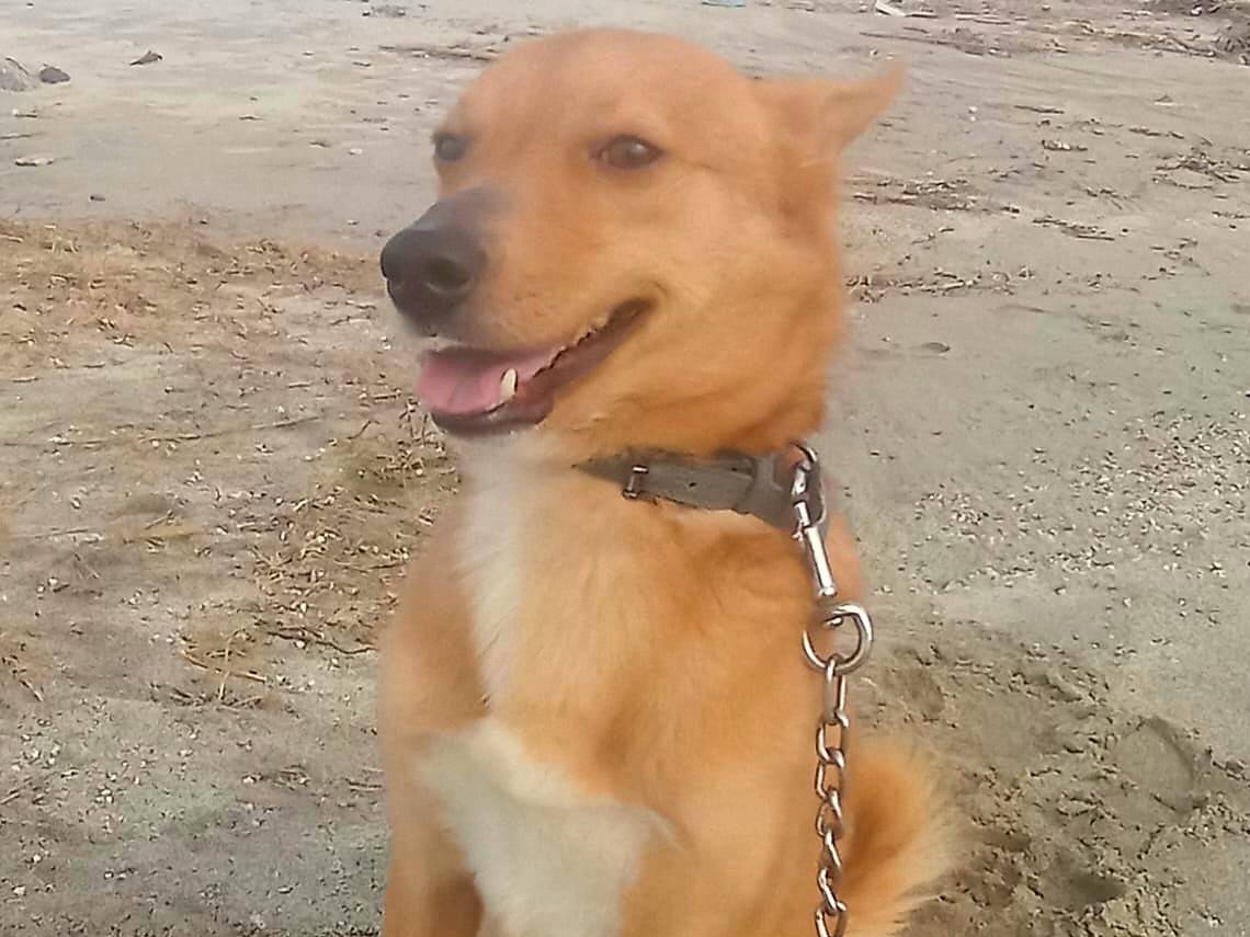 Adotta un cane, femmina, 1 anno, Varese