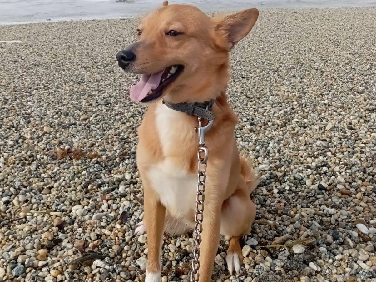 Adotta un cane, taglia piccola, femmina, Varese