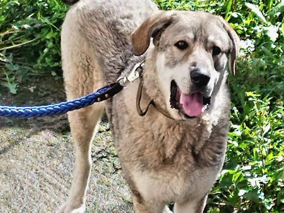 Adozione cane, maschio, Razza sconosciuta Razza sconosciuta, 10 mesi, taglia gigante, Firenze