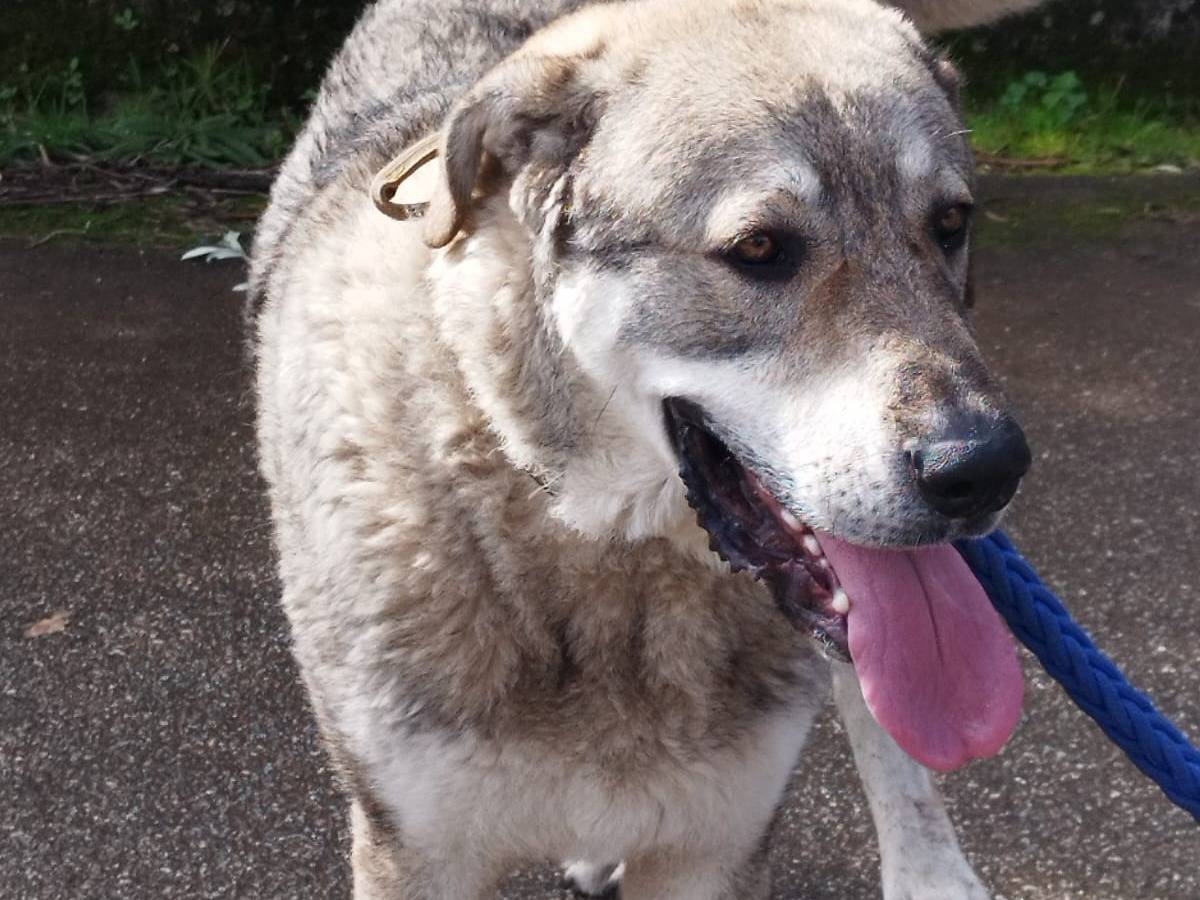 Vuoi adottare un cane a Firenze?