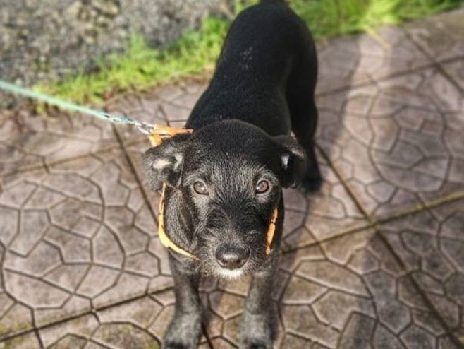 Adozione cane, femmina, Razza sconosciuta Razza sconosciuta, 6 mesi, taglia media, Varese