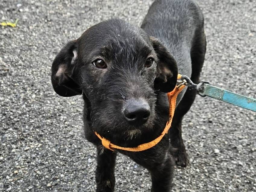 Adotta un cane, femmina, 6 mesi, Varese