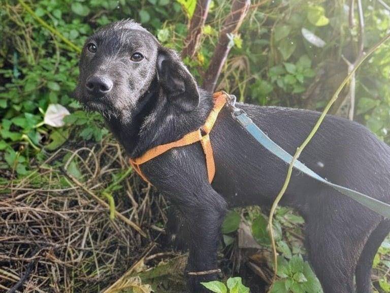Adotta un cane, taglia media, femmina, Varese