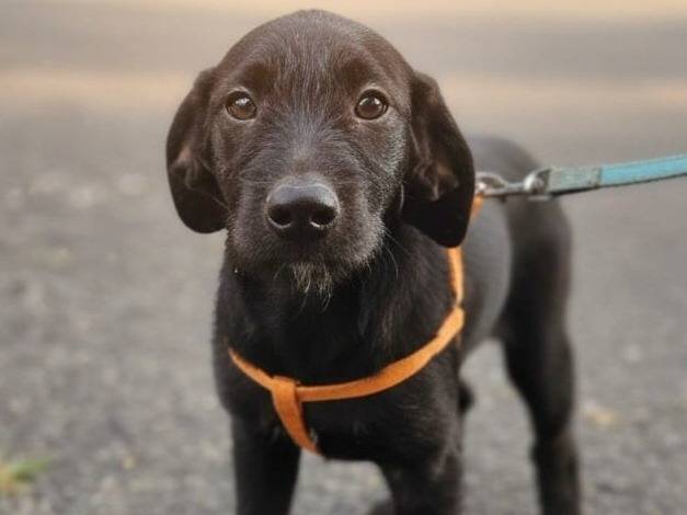 Vuoi adottare un cane a Varese?