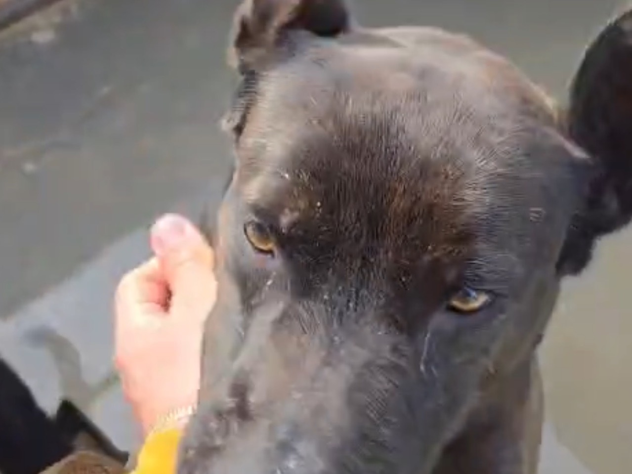 Adotta un cane, femmina, 4 anni e 1 mese, Latina