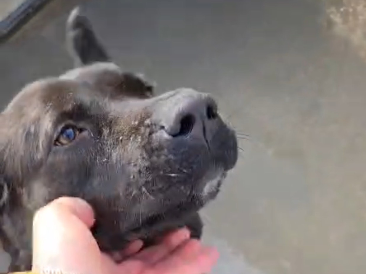 Adotta un cane, taglia media, femmina, Latina