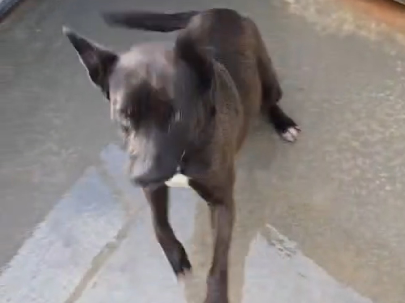 Vuoi adottare un cane a Latina?