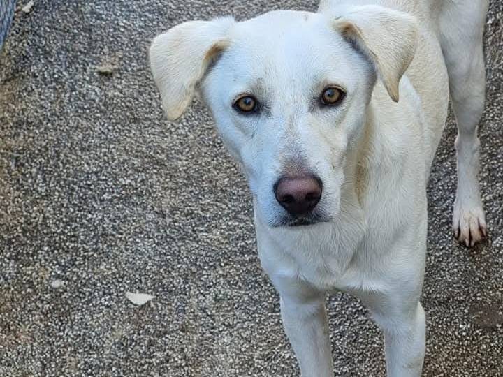 Adotta il cane Blanco a Latina