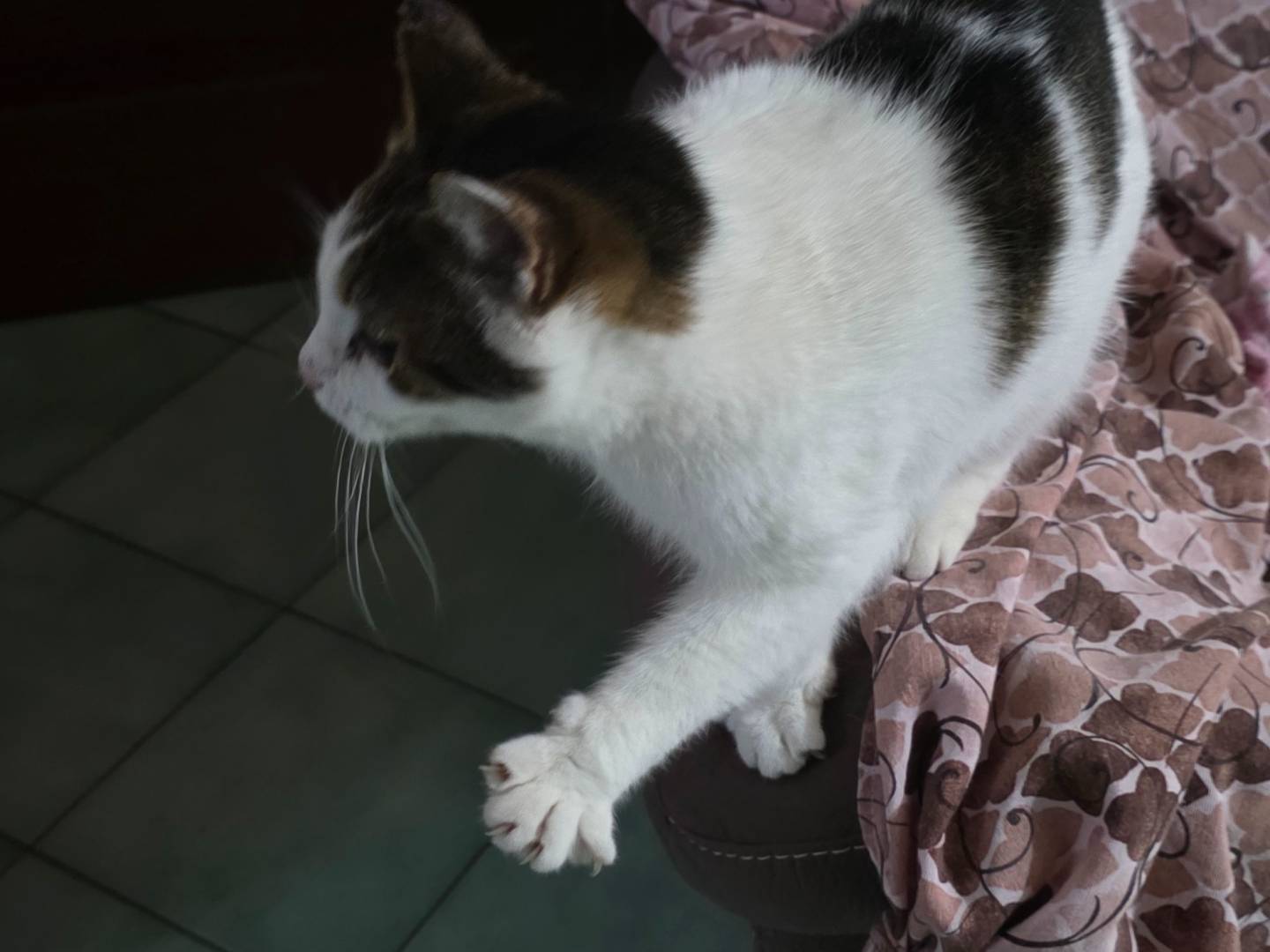 Vuoi adottare un gatto a Latina?