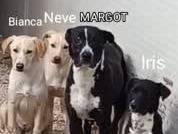 Vuoi adottare un cane a Padova?