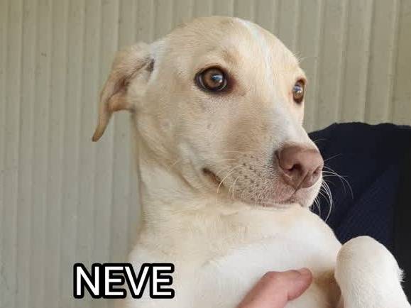 Adotta un cane, taglia media, femmina, Padova