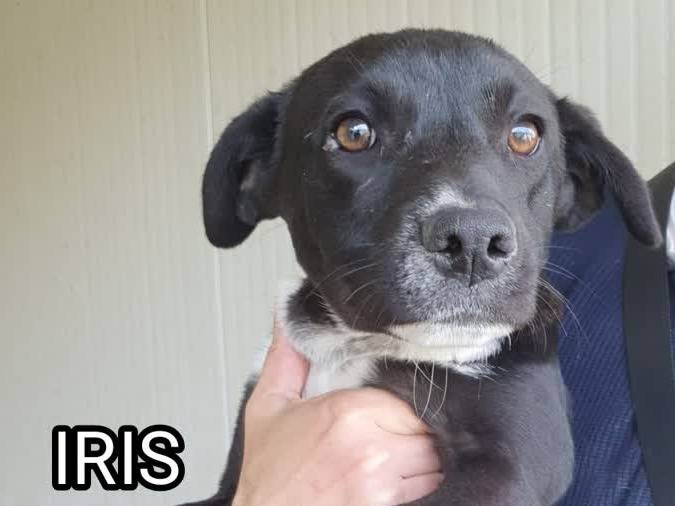 Adotta un cane, taglia media, femmina, Padova