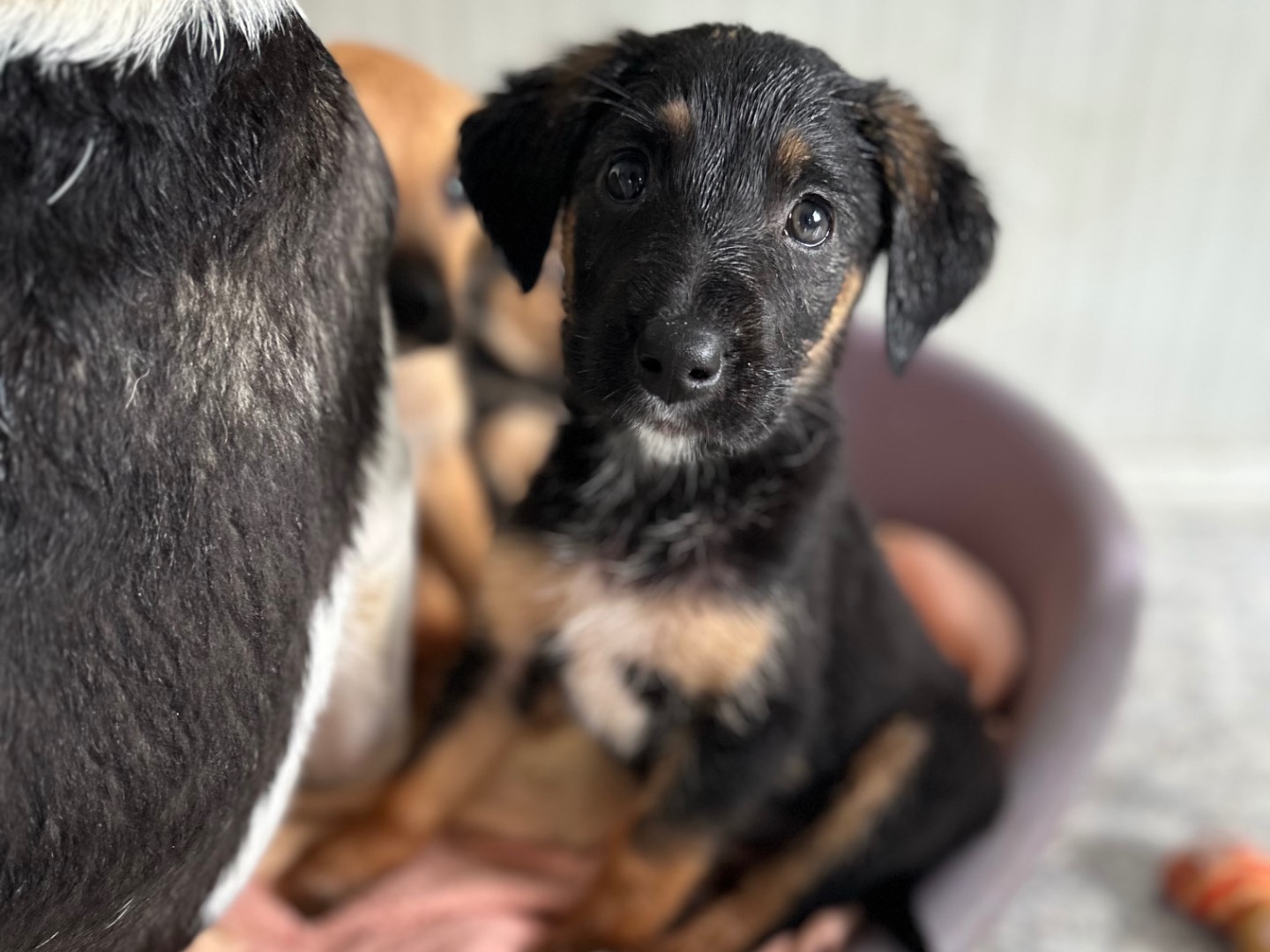 Adotta il cane THOR a Siracusa