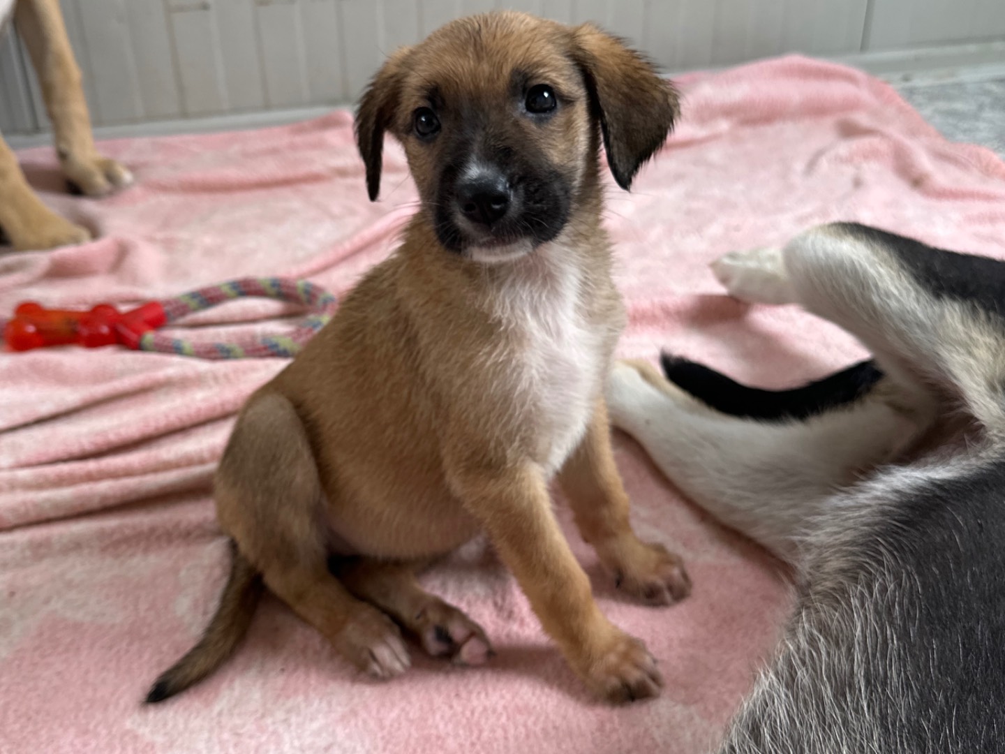 Adotta un cane, taglia media contenuta, femmina, Siracusa