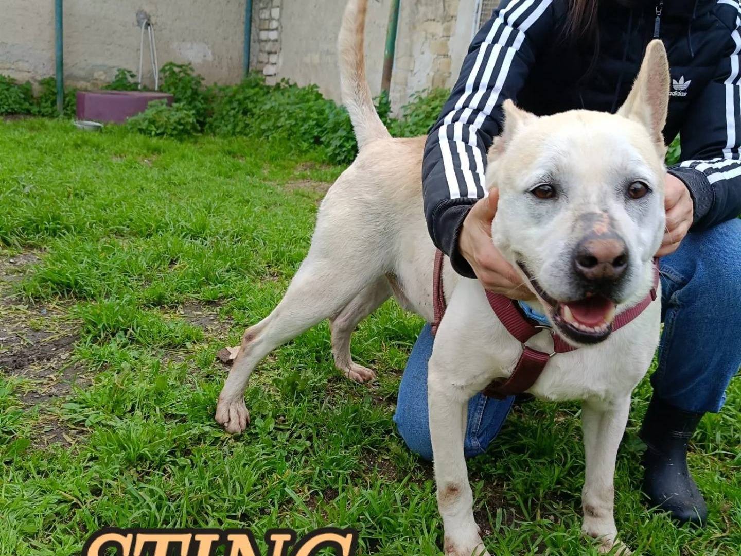 Adozione cane, maschio, Razza sconosciuta Razza sconosciuta, 8 anni e 4 mesi, taglia media, Caserta